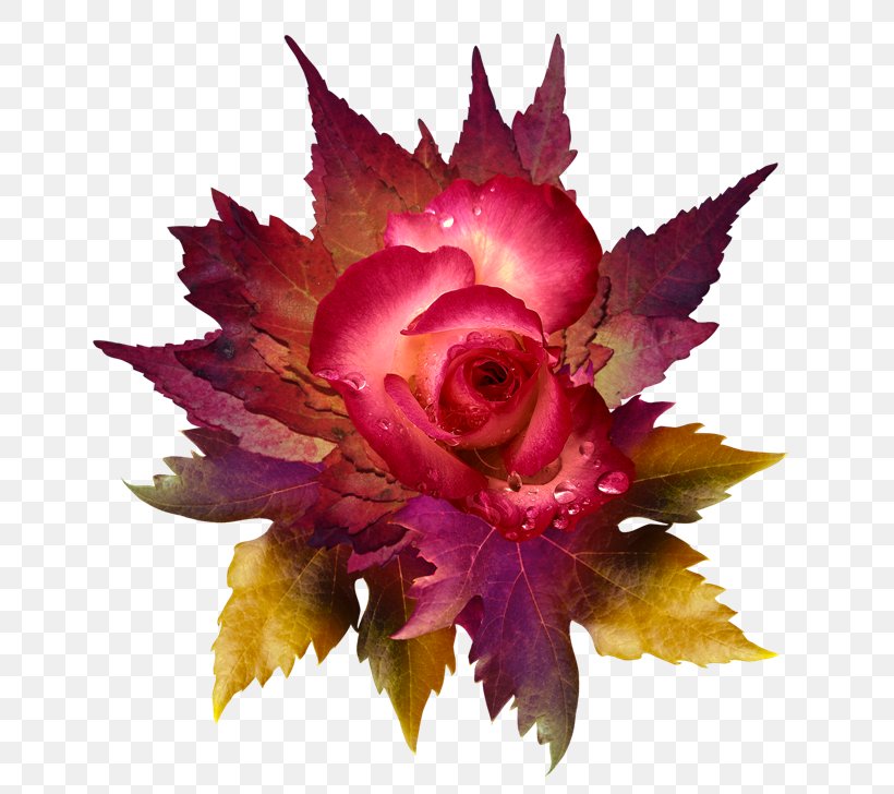 Flower Petal Clip Art Rose, PNG, 650x728px, Flower, Annual Plant, Artificial Flower, Autumn, Cut Flowers Download Free