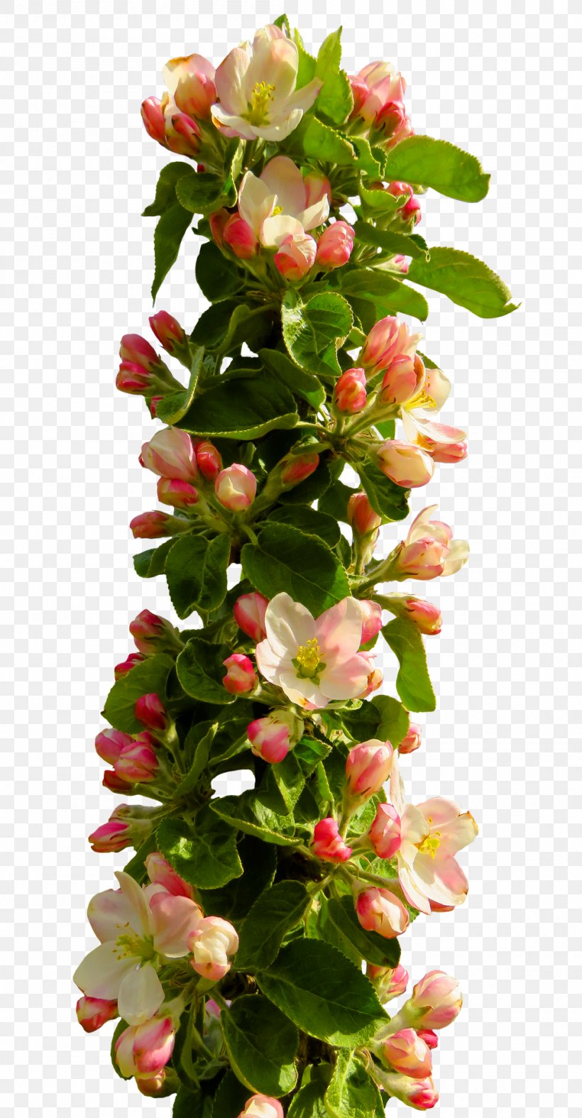 Flower, PNG, 1000x1921px, Border Flowers, Artificial Flower, Cut Flowers, Floral Design, Flower Download Free