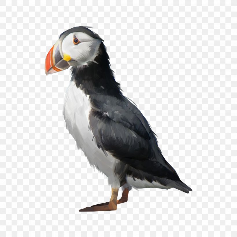 Puffin Shorebirds Beak Image, PNG, 4000x4000px, Puffin, Art, Beak, Bird, Black Vulture Download Free