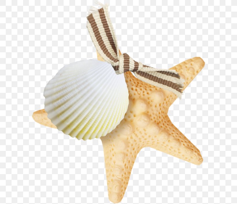 Seashell Starfish, PNG, 600x703px, Seashell, Animal, Cockle, Conchology, Information Download Free