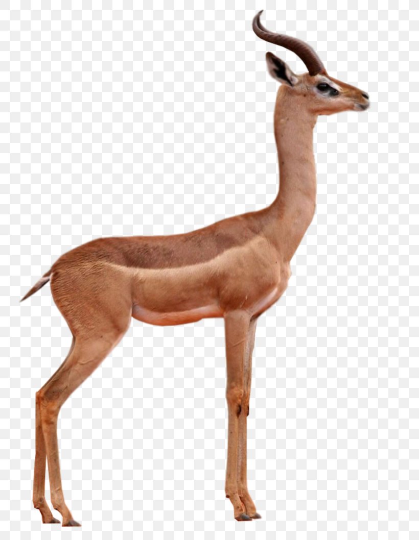 Antelope Gazelle Springbok Impala Gerenuk, PNG, 800x1058px, Antelope, Animal, Animal Figure, Cow Goat Family, Deer Download Free