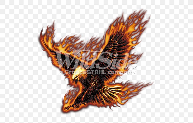 Bald Eagle T-shirt Bird, PNG, 525x525px, Eagle, American Eagle Outfitters, Bald Eagle, Beak, Bird Download Free