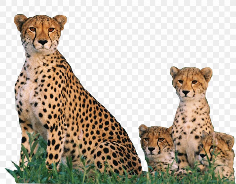 De Wildt Cheetah And Wildlife Centre Endangered Species South African Cheetah Fastest Animals Big Cat, PNG, 872x680px, Endangered Species, Acinonyx, Animal, Asiatic Cheetah, Big Cat Download Free