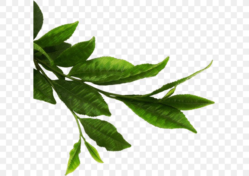 Green Tea Matcha Thepix, PNG, 599x580px, Tea, Branch, Camellia Sinensis, Flavor, Green Download Free