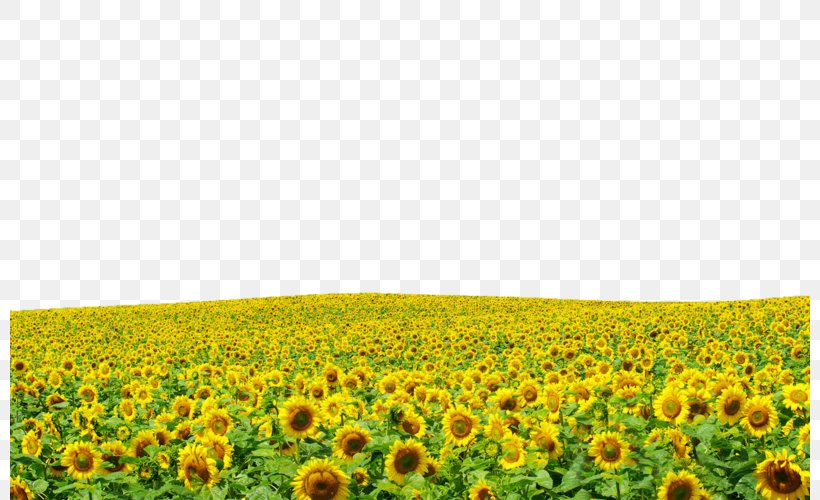 Laptop Display Resolution The Harvester High-definition Television Wallpaper, PNG, 800x500px, Common Sunflower, Daisy Family, Desktop Computers, Field, Film Download Free