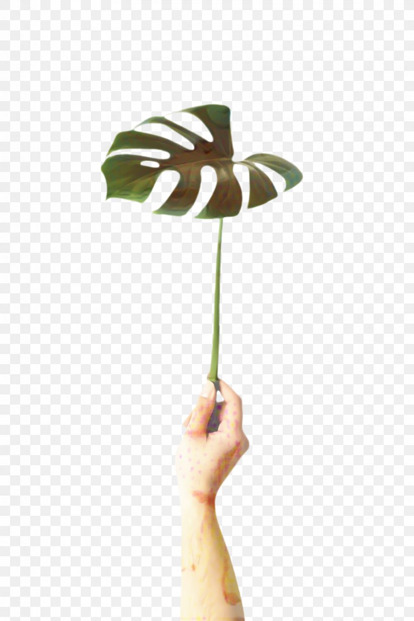 Palm Tree Background, PNG, 1632x2445px, Monstera Leaf, Alismatales, Anthurium, Arecales, Artificial Flower Download Free