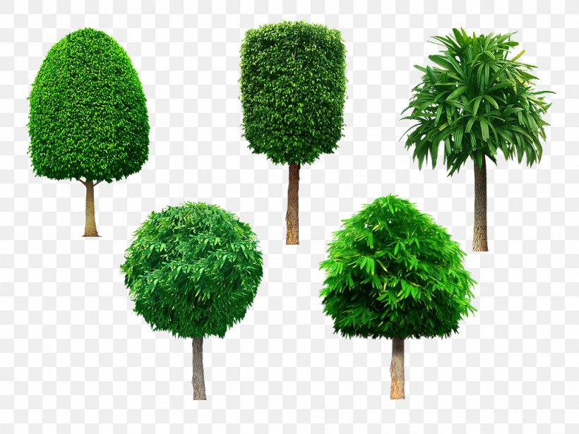 Tree Shrub Evergreen, PNG, 1024x768px, Tree, Evergreen, Grass, Plant, Shrub Download Free