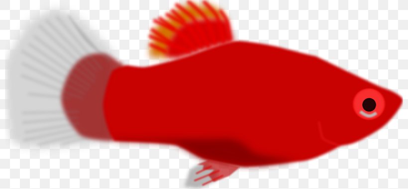 Clip Art Aquarium Fish Vector Graphics Image, PNG, 800x381px, Aquarium Fish, Aquarium, Fish, Organism, Red Download Free