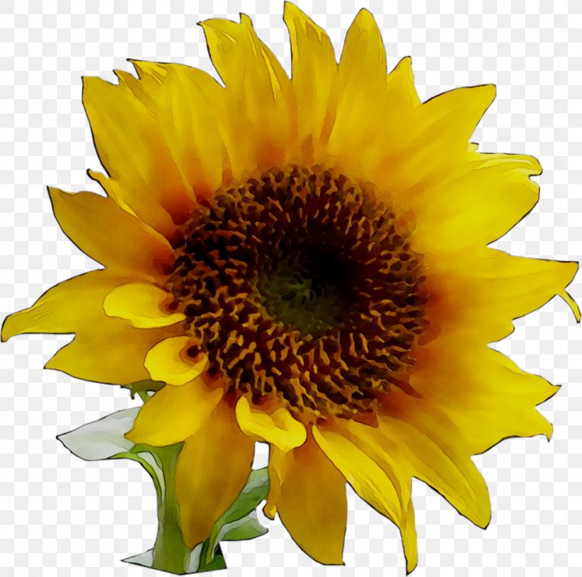 Clip Art Image Sunflower Borders And Frames, PNG, 1060x1053px ...