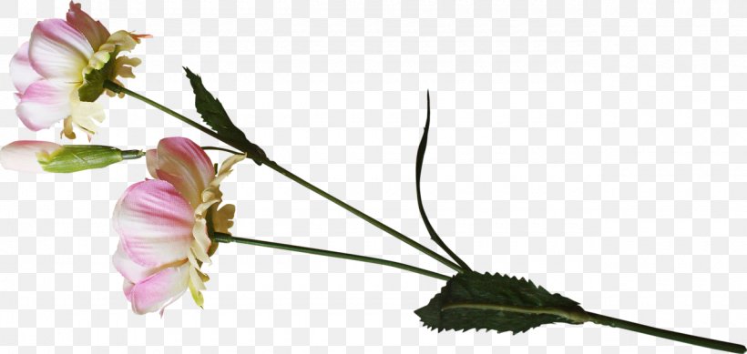 Cut Flowers Rosaceae Bud Twig, PNG, 1280x608px, Cut Flowers, Blossom, Branch, Bud, Flora Download Free