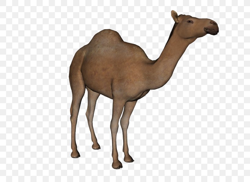 Dromedary Clip Art, PNG, 800x600px, Dromedary, Animal Figure, Arabian Camel, Camel, Camel Like Mammal Download Free