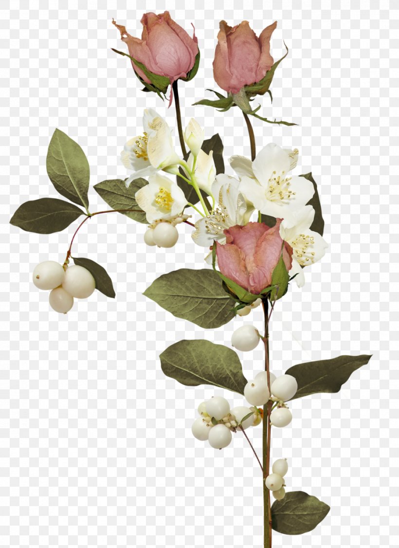 Garden Roses Cut Flowers, PNG, 932x1280px, Rose, Blossom, Branch, Bud, Cut Flowers Download Free