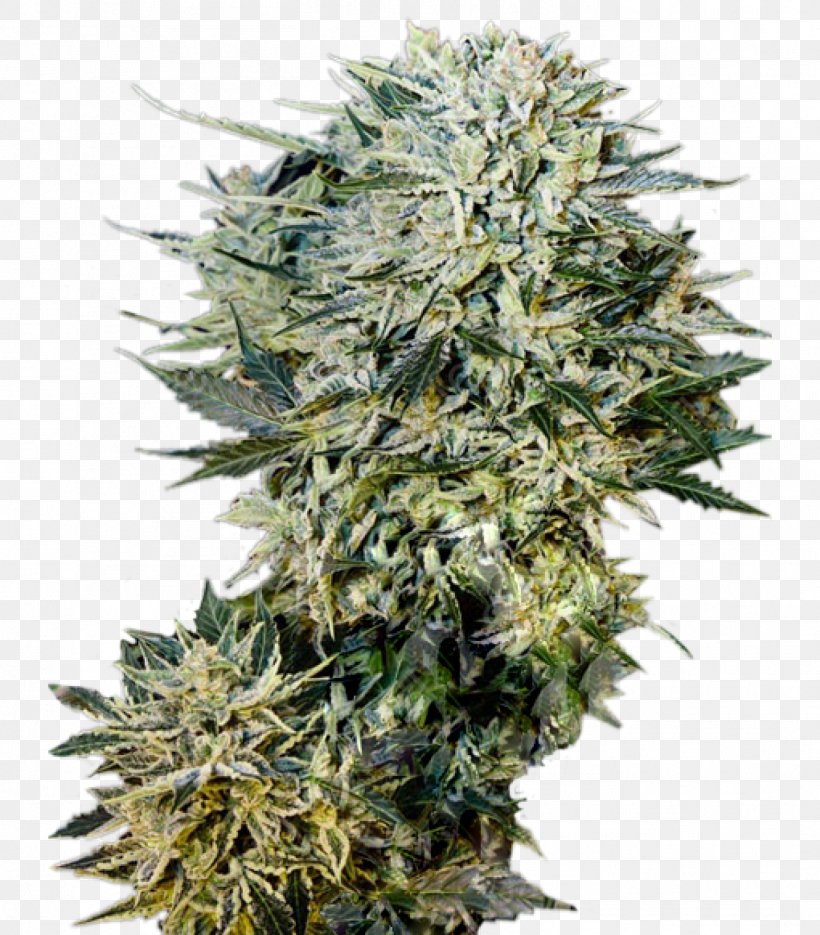 Seed Kush Cannabis Cultivar Car, PNG, 1402x1600px, Seed, Amsterdam Seed Center, Assortment Strategies, Cannabis, Car Download Free