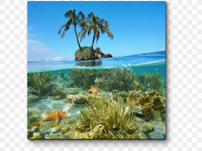 Underwater Sea Caribbean Coral Reef, PNG, 1400x1050px, Underwater, Caribbean, Caribbean Sea, Coast, Coral Download Free