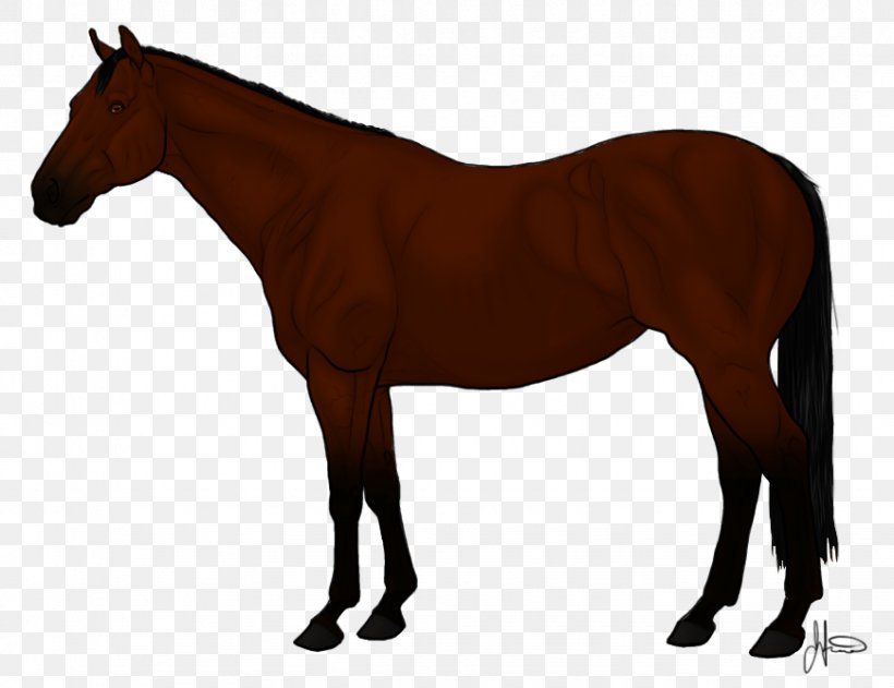 Arabian Horse Thoroughbred Andalusian Horse American Quarter Horse Mane, PNG, 869x669px, Arabian Horse, American Quarter Horse, Andalusian Horse, Animal Figure, Bridle Download Free