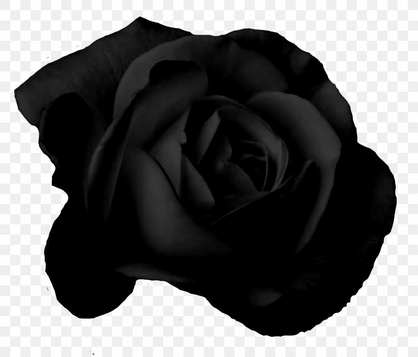 Garden Roses Blood, PNG, 1600x1367px, Garden Roses, Basketball, Black, Black And White, Blood Download Free