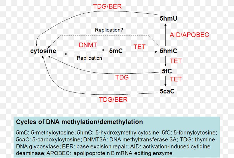 Tet Methylcytosine Dioxygenase 2 Tet Methylcytosine Dioxygenase 1 DNA Demethylation 5-Methylcytosine, PNG, 736x553px, Tet Methylcytosine Dioxygenase 2, Area, Demethylation, Diagram, Dna Download Free