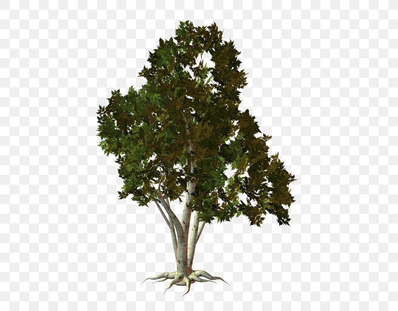 Tree Oak Root, PNG, 536x640px, Tree, Birch, Branch, Evergreen, Leaf Download Free
