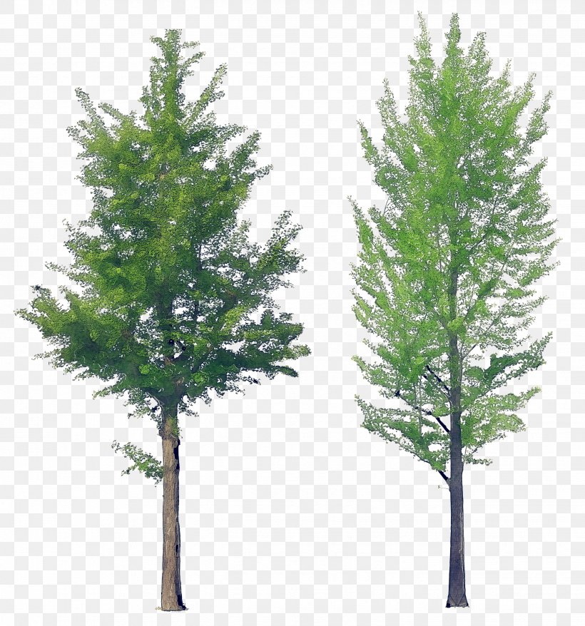 Tree Shortleaf Black Spruce Columbian Spruce Balsam Fir White Pine, PNG, 2652x2841px, Tree, Balsam Fir, Columbian Spruce, Jack Pine, Lodgepole Pine Download Free