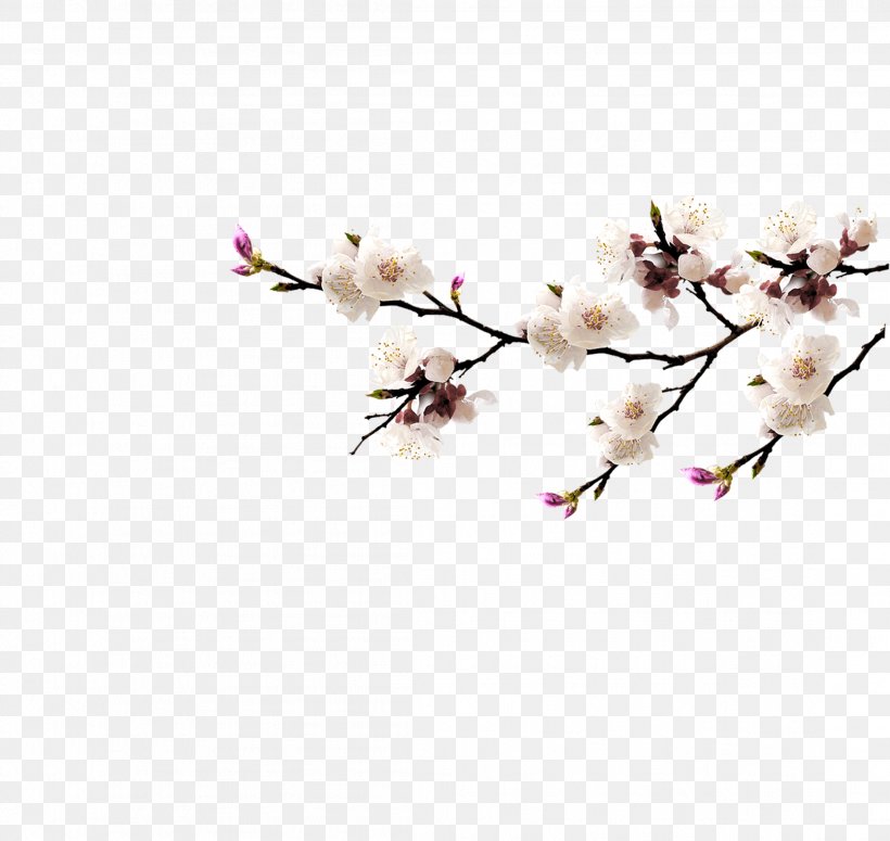 Blossom Download, PNG, 2211x2090px, Blossom, Branch, Cherry Blossom, Flower, Flowering Plant Download Free
