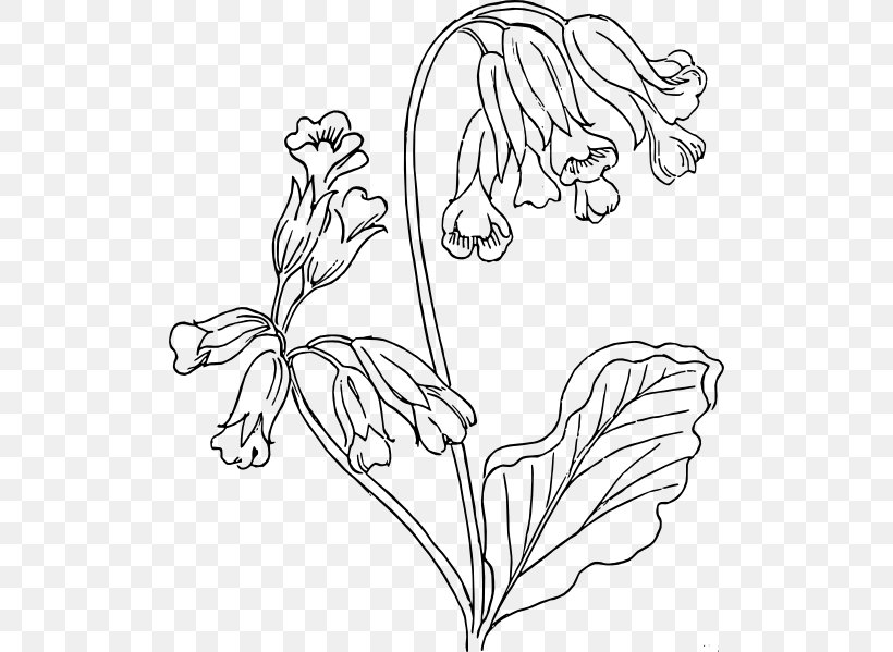 Drawing Cowslip Line Art, PNG, 510x599px, Drawing, Art, Black, Black And White, Branch Download Free