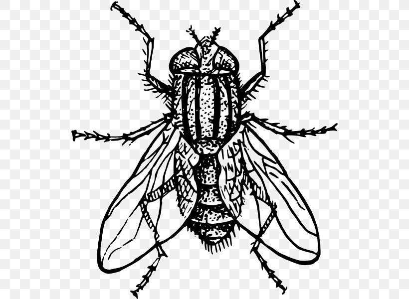 Housefly Drawing Insect, PNG, 534x600px, Housefly, Art, Arthropod, Artwork, Black And White Download Free