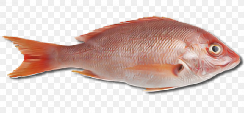 Northern Red Snapper Seafood Fish Fish Products Oily Fish, PNG, 900x418px, Northern Red Snapper, Aquaculture, Export, Fish, Fish Products Download Free