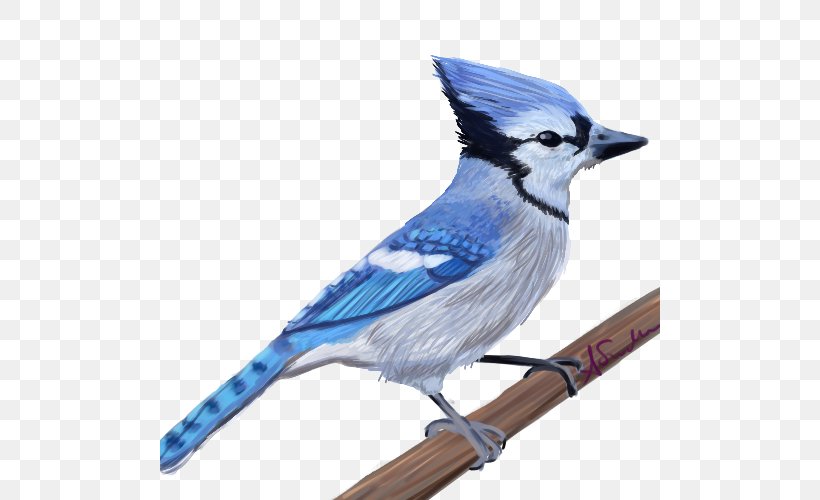 Blue Jay Cobalt Blue Feather Beak, PNG, 500x500px, Blue Jay, Beak, Bird, Blue, Cobalt Download Free