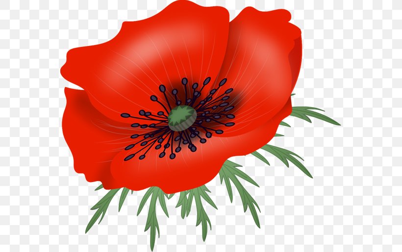 Clip Art, PNG, 573x515px, Photography, Anemone, Annual Plant, Computer Graphics, Coquelicot Download Free
