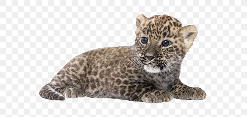 Persian Leopard Felidae Lion Eurasian Lynx Stock Photography, PNG, 650x388px, Persian Leopard, Big Cats, Carnivoran, Cat, Cat Like Mammal Download Free