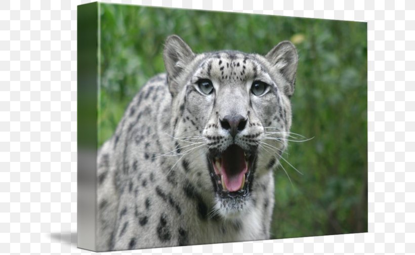 Snow Leopard Whiskers Snout Terrestrial Animal, PNG, 650x504px, Snow Leopard, Animal, Big Cats, Carnivoran, Cat Like Mammal Download Free