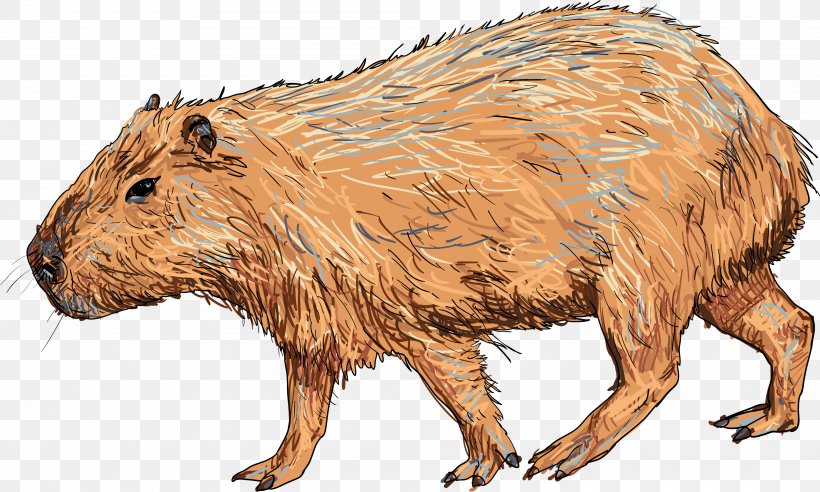 Capybara Vector Graphics Royalty-free Illustration Image, PNG, 4000x2401px, Capybara, Animal Figure, Beaver, Cartoon, Drawing Download Free