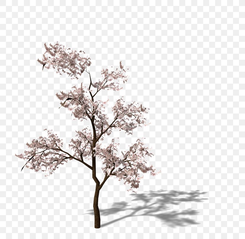 Cherry Blossom Apricot Plum, PNG, 800x800px, 3d Computer Graphics, 3d Modeling, Cherry Blossom, Almond, Apricot Download Free