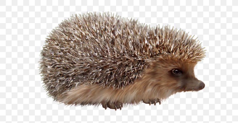Domesticated Hedgehog Porcupine European Hedgehog Background Lesions In Laboratory Animals, PNG, 627x426px, Domesticated Hedgehog, Animal, Dog, Domestication, Echidna Download Free