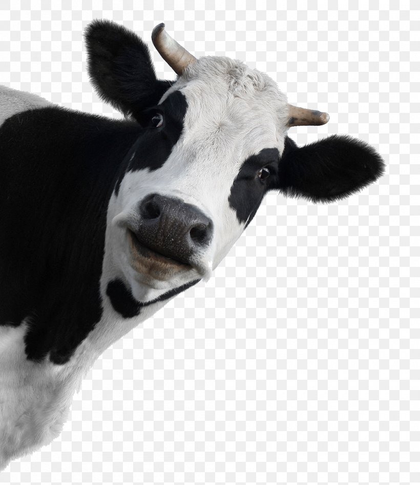 Holstein Friesian Cattle Murray Grey Cattle Brown Swiss Cattle Stock ...