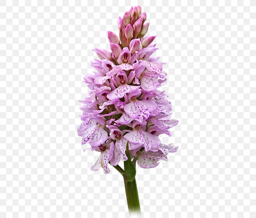Hyacinth Cut Flowers Common Lilac Herbaceous Plant, PNG, 364x700px, Hyacinth, Common Lilac, Cut Flowers, Flower, Flowering Plant Download Free