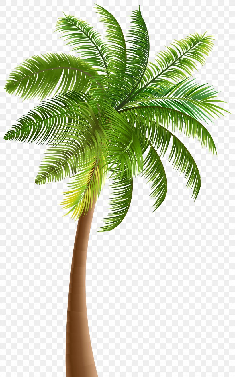 Arecaceae Tree Coconut Clip Art, PNG, 3732x6000px, Arecaceae, Arecales, Attalea Speciosa, Borassus Flabellifer, Coconut Download Free