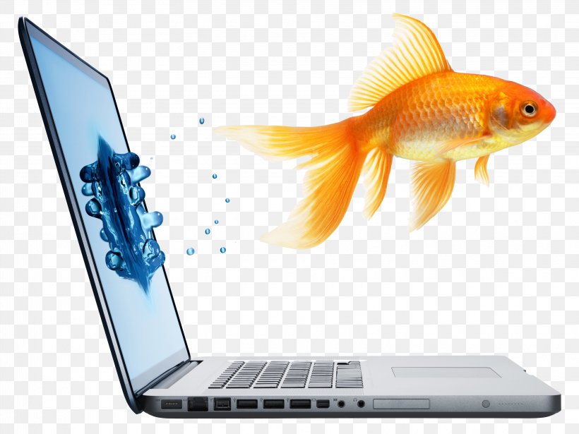 Fantail Stock Photography Royalty-free Computer, PNG, 3245x2434px, Fantail, Advertising, Bony Fish, Computer, Computer Monitor Download Free