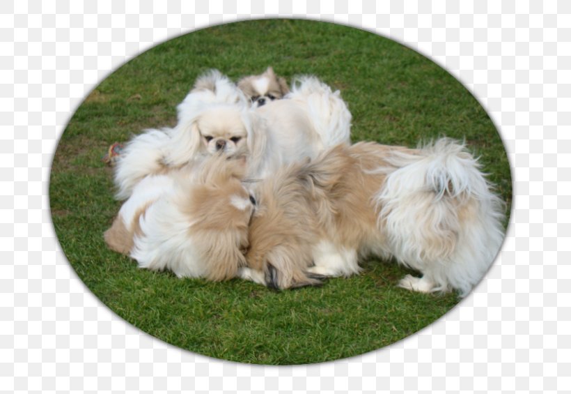 German Spitz Klein Pomeranian Tibetan Spaniel Puppy, PNG, 750x565px, German Spitz Klein, Breed, Carnivoran, Companion Dog, Dog Download Free