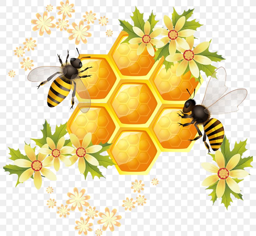 Honey Bee Honeycomb Illustration, PNG, 800x756px, Bee, Arthropod, Beehive, Beeswax, Floral Design Download Free