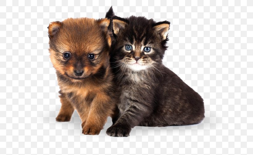 Kitten Cat Puppy Dachshund Yorkshire Terrier, PNG, 799x503px, Kitten, Animal, Breed, Carnivoran, Cat Download Free