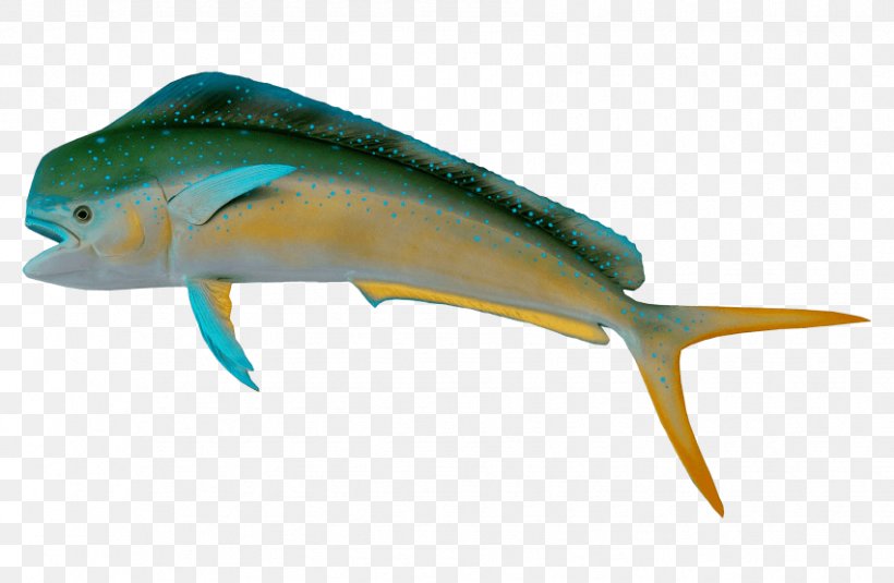 Sardine Fishing Image, PNG, 851x556px, Sardine, Bony Fish, Cartilaginous Fish, Dolphin, Fauna Download Free