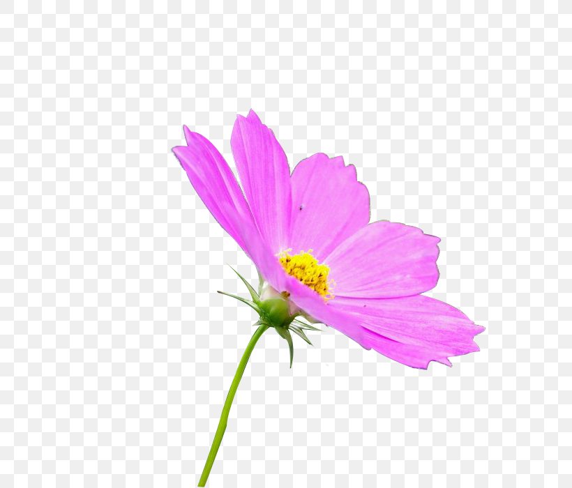 Garden Cosmos Annual Plant Aster Chrysanthemum Plant Stem, PNG, 700x700px, Garden Cosmos, Annual Plant, Aster, Chrysanthemum, Chrysanths Download Free