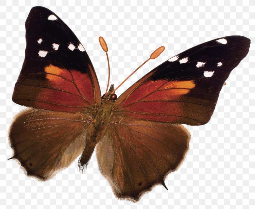 Monarch Butterfly Pieridae Gossamer-winged Butterflies Brush-footed Butterflies, PNG, 1110x912px, 2016, Monarch Butterfly, Arthropod, Breed, Brush Footed Butterfly Download Free