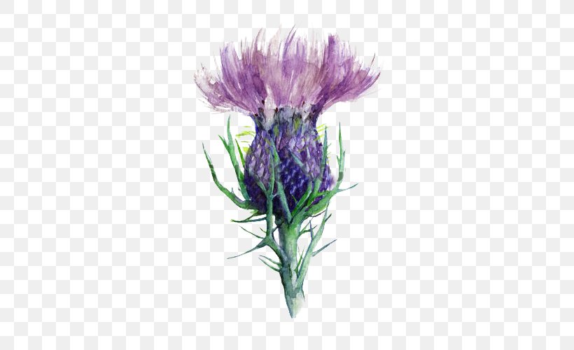 Scotland Milk Thistle Flower, PNG, 500x500px, Scotland, Bud, Cut Flowers, Drawing, Flower Download Free