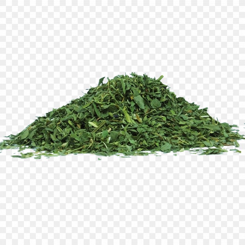 Alfalfa Sprouting Herb Food Nutrition, PNG, 3456x3456px, Alfalfa, Aonori, Biluochun, Food, Grass Download Free