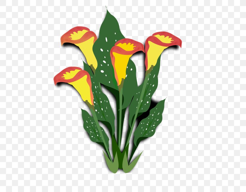 Clip Art Arum-lily Plants, PNG, 640x640px, Arumlily, Anthurium, Arum, Arum Family, Arum Lilies Download Free