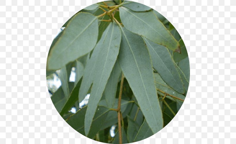 Cymbopogon Citratus Eucalyptus Staigeriana Gum Trees Eucalyptus Oil Lemon Myrtle, PNG, 500x500px, Cymbopogon Citratus, Aromatherapy, Essential Oil, Eucalyptus Oil, Flavor Download Free