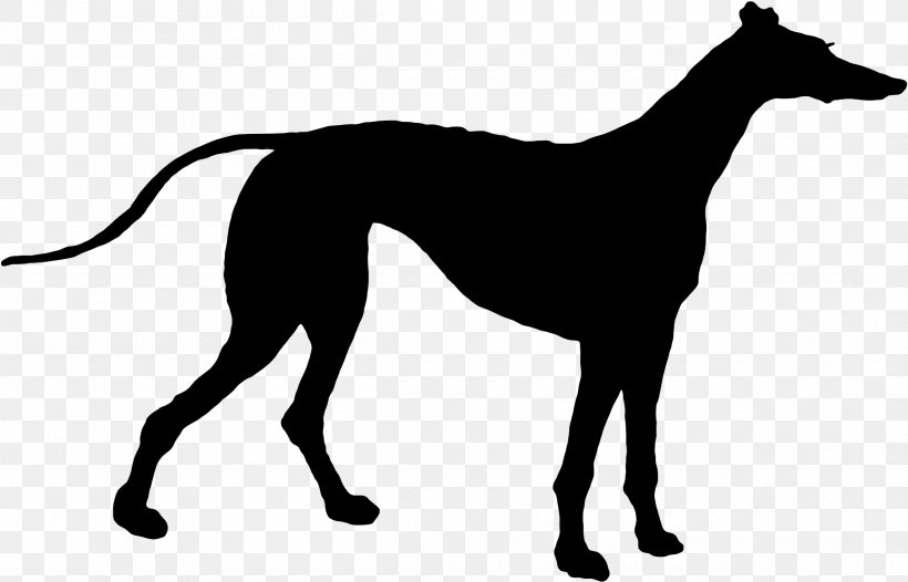 Italian Greyhound Spanish Greyhound Sloughi Whippet, PNG, 2400x1540px, Italian Greyhound, Azawakh, Breed, Canidae, Carnivore Download Free