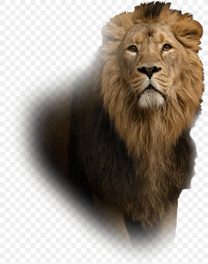 Lion Leo Islam Spirituality Aura, PNG, 800x1043px, Lion, Attention, Aura, Big Cats, Carnivoran Download Free